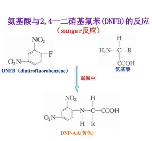 硝基可以被取代吗